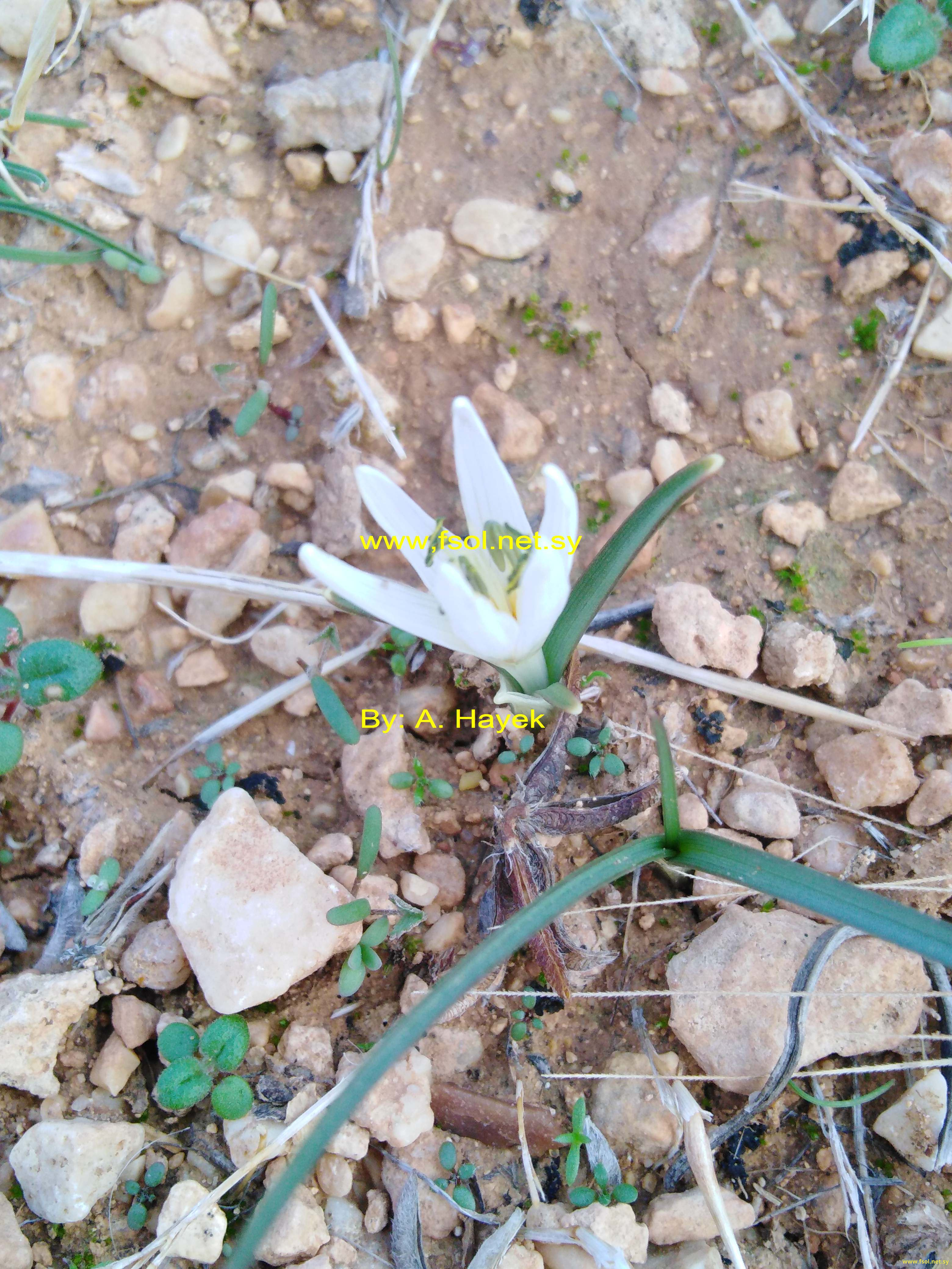 Colchicum deserti syriaci Feinber.